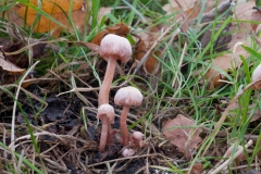 Laccaria proxima - Scurfy Deceiver, Wadsley & Loxley Common.