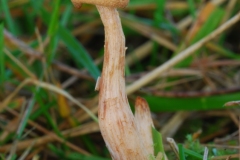 Laccaria proxima - Scurfy Deceiver, Anston Stones Wood.