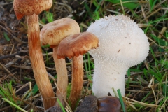 Laccaria proxima - Scurfy Deceiver, Anston Stones Wood.