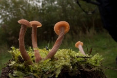 Laccaria tortilis - Twisted Deceiver, Lound, Notts.