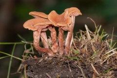 Laccaria tortilis - Twisted Deceiver, Clumber Park NT, Notts