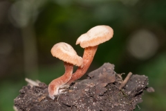 Laccaria tortilis - Twisted Deceiver, Clumber Park NT, Notts