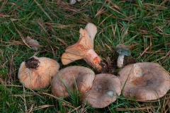 False-Saffron-Milkcap-Lactarius-deterrimus