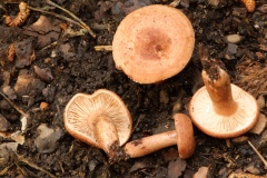 Lactarius-camphoratus-Curry-Milkcap-4598