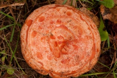 Lactarius-deliciosus-Safron-Milkcap-8376