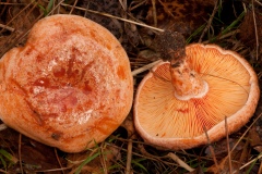 Lactarius-deliciosus-Safron-Milkcap-8392