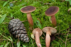 Lactarius-hepaticus-Liver-Milkcap-5736