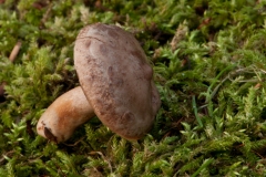 Lactarius-pallidus-Pale-Milkcap-8659