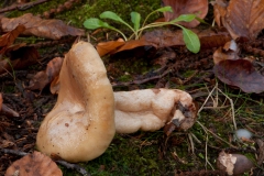 Lactarius-pallidus-Pale-Milkcap-8678