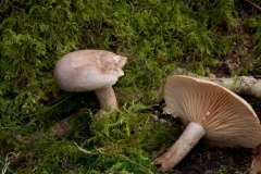 Lactarius-pyrogalus-6