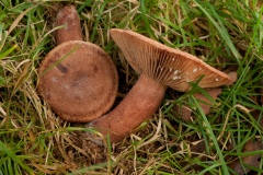 Lactarius-quietus-Oakbug-Milkcap-6699