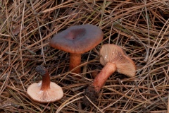 Lactarius-rufus-Rufus-Milkcap-8184