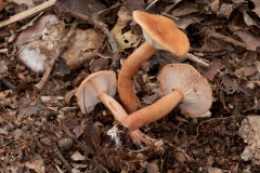 Lactarius-subdulcis-4