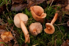 Lactarius-tabidus-Birch-Milkcap-8316