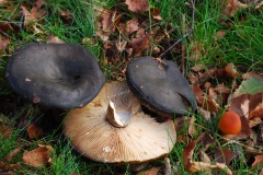 Lactarius-turpis-Ugly-Milkcap-3336