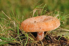 Safron-Milkcap-Lactarius-deliciosus-1-2-Edit-Edit