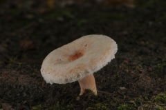 Wooly-Milkcap-Lactarius-torminosus-1-2