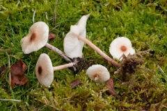 Lepiota Cristata - Stinking Dapperling, Barrow Hills NR, Notts.