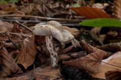 Lepiota grangei - Green Dapperling, Clumber Park NT, Notts.