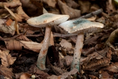 Lepiota grangei - Green Dapperling, Clumber Park NT, Notts.