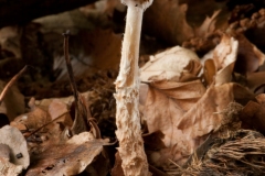 Lepiota perplexa, Sherwood Pines, Notts.