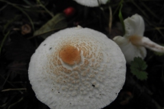 Stinking Dapperling - Lepiota cristata, Lindrick Common.