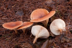 Lepista flaccida - Tawney Funnel, Sherwood Pines, Notts.