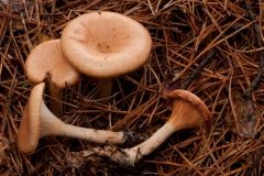 Lepista flaccida - Tawney Funnel, Sherwood Pines, Notts.