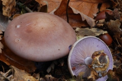 Lepista nuda - Wood Blewit, Sherwood Forest, Notts.