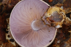 Lepista nuda - Wood Blewit, Sherwood Forest, Notts.