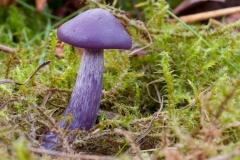 Lepista nuda - Wood Blewit, Lound, Notts.