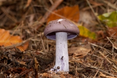 Lepista nuda - Wood Blewit, Chatsworth Park, Derbyshire.