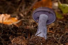 Lepista nuda - Wood Blewit, Chatsworth Park, Derbyshire.