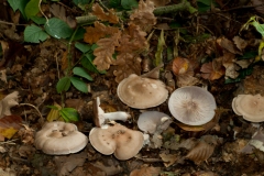 Lepista saeva - Field Blewit (Blue Leg), Wadsley & Loxley Common.