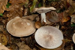 Lepista saeva - Field Blewit (Blue Leg), Wadsley & Loxley Common.