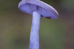 Lepista nuda - Wood Blewit, Longshaw NT, Derbyshire.