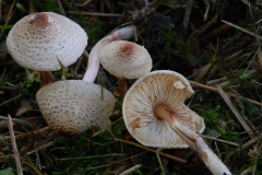 Leucocoprinus brebissonii - Skullcap Daperling, Anston Stones Wood.