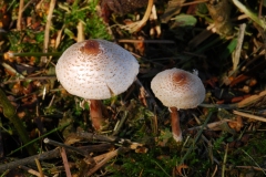 Leucocoprinus brebissonii - Skullcap Daperling, Anston Stones Wood.