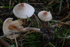 Leucocoprinus-brebissonii-Skullcap-Daperling-2783