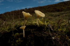 Lichenomphalia umbellifera - Heath Navel, Longshaw NT, Derbyshire.