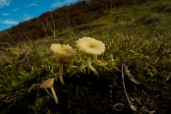 Lichenomphalia umbellifera - Heath Navel, Longshaw NT, Derbyshire.