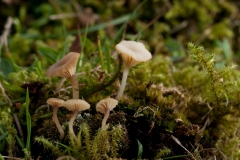 Lichenomphalia umbellifera - Heath Navel, Longshaw NT, Derbyshire.