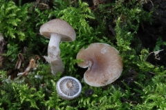 Calocybe-carnea, Roche Abbey.