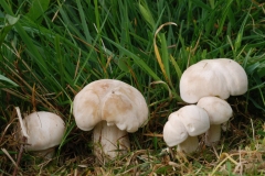 Calocybe gambosa - St George's Mushroom, Anston Stones Wood.