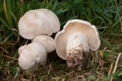 Calocybe gambosa - St George's Mushroom, Anston Stones Wood.