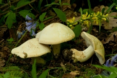 Calocybe gambosa - St George's Mushroom, Anston Stones Wood.