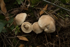 Calocybe gambosa - St George's Mushroom, Anston Stones Wood.