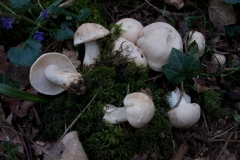 Calocybe gambosa - St George's Mushroom, Anston Stones Wood.