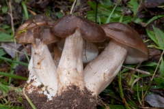 Lyophyllum decastes - Clustered Domecap, Lound, Notts.