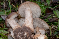 Lyophyllum decastes - Clustered Domecap, Lound, Notts.